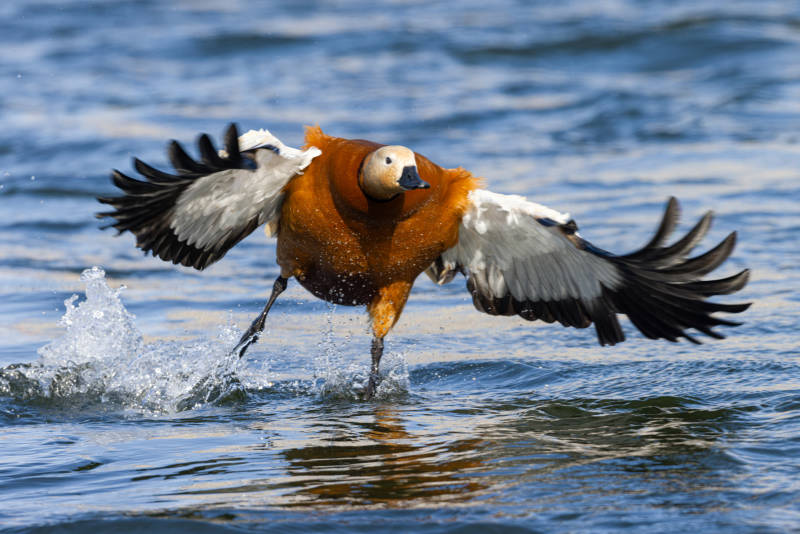 赤麻鸭振翅起飞  吉林市长白岛湿地公园图片
