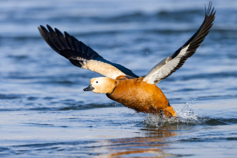 飞鸭掠水  吉林市长白岛湿地公园图片