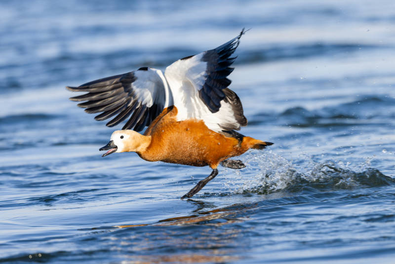红鸭展翅水面飞   吉林市长白岛湿地公园图片