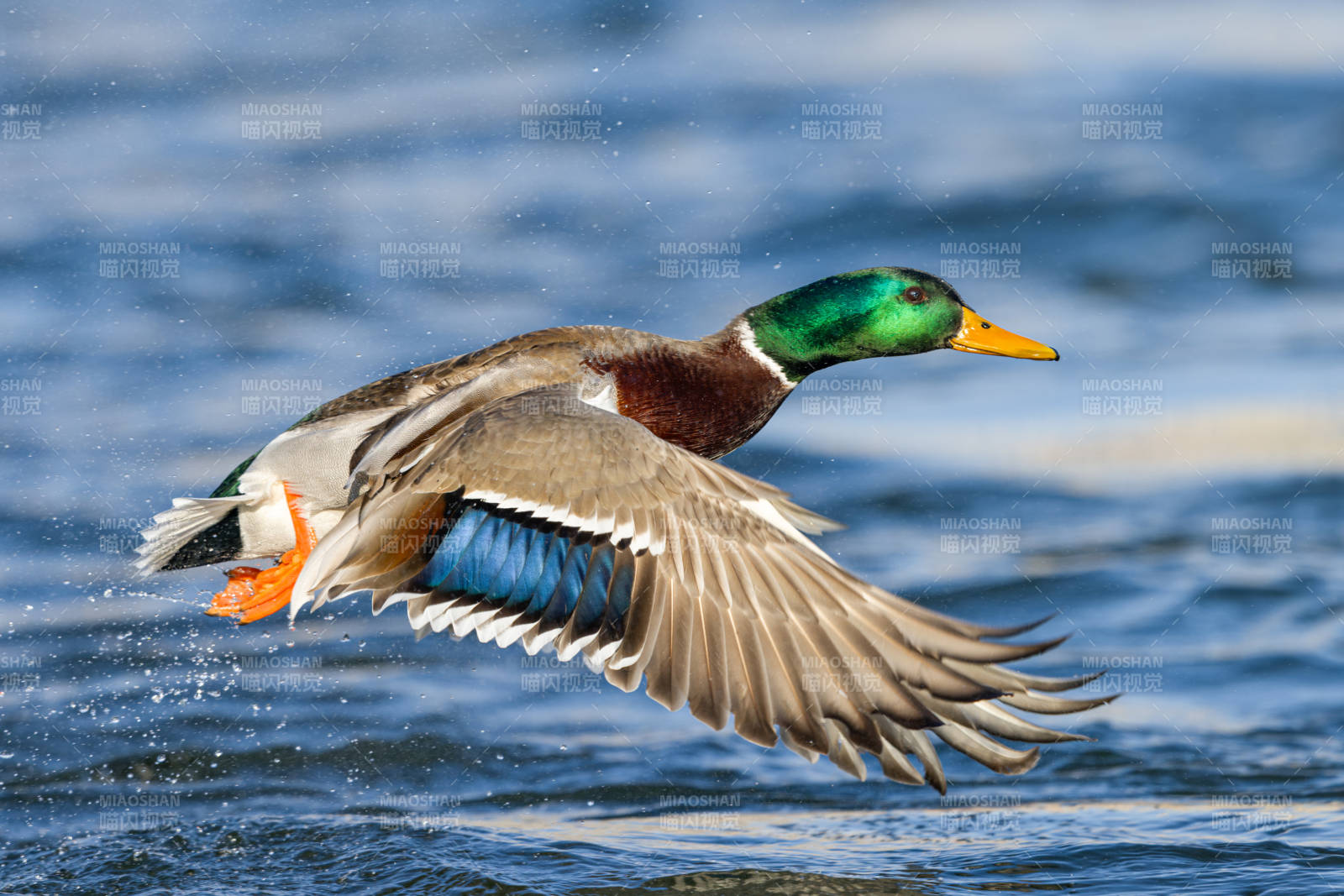 绿头鸭飞翔水面图片