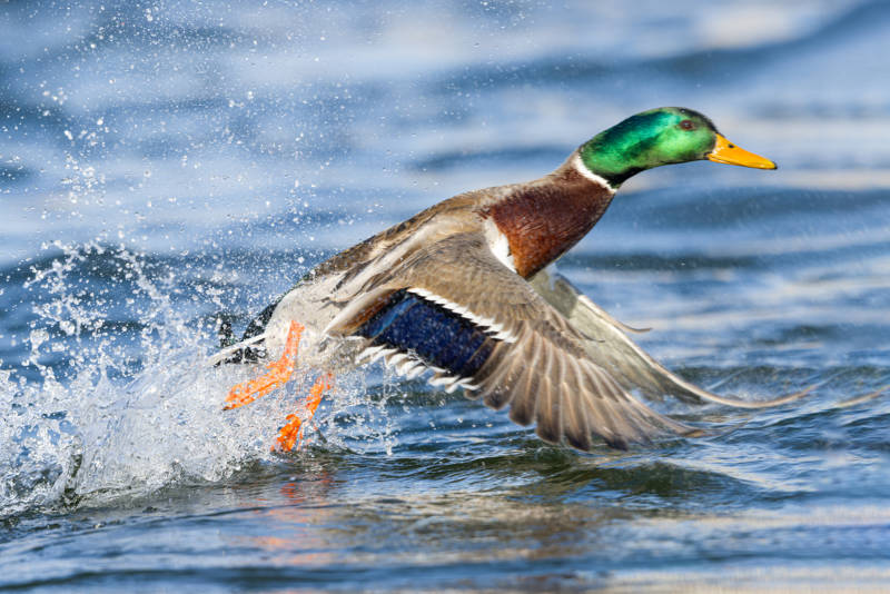 野鸭振翅起飞  吉林市长白岛湿地公园图片