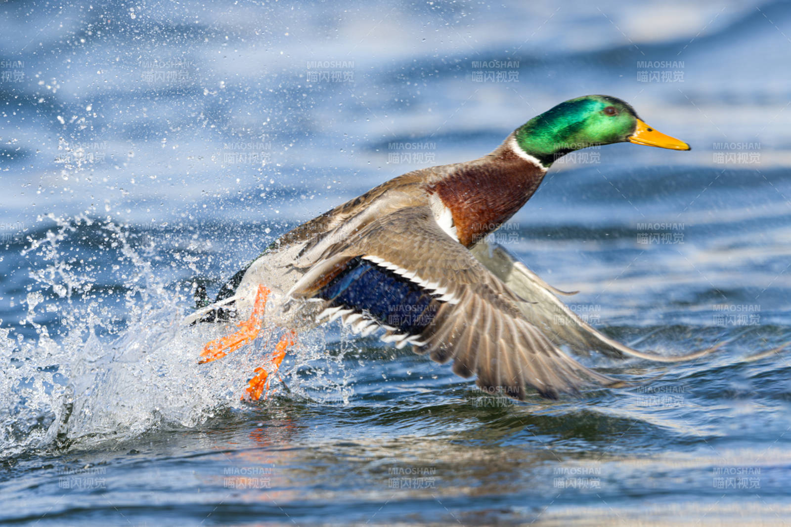 野鸭振翅起飞  吉林市长白岛湿地公园图片