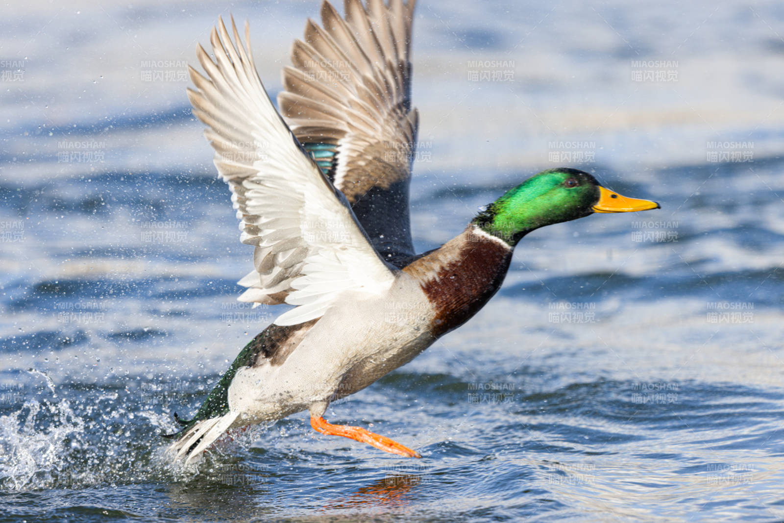 绿头鸭振翅起飞图片