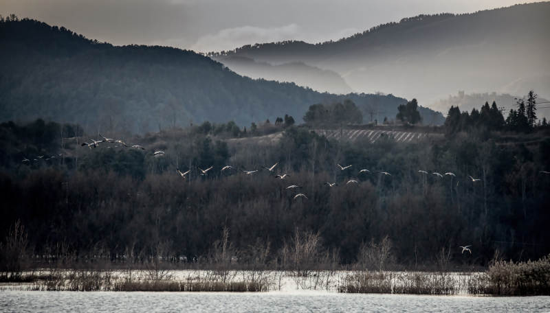 湖畔飞鸟归山林(念湖印象)图片