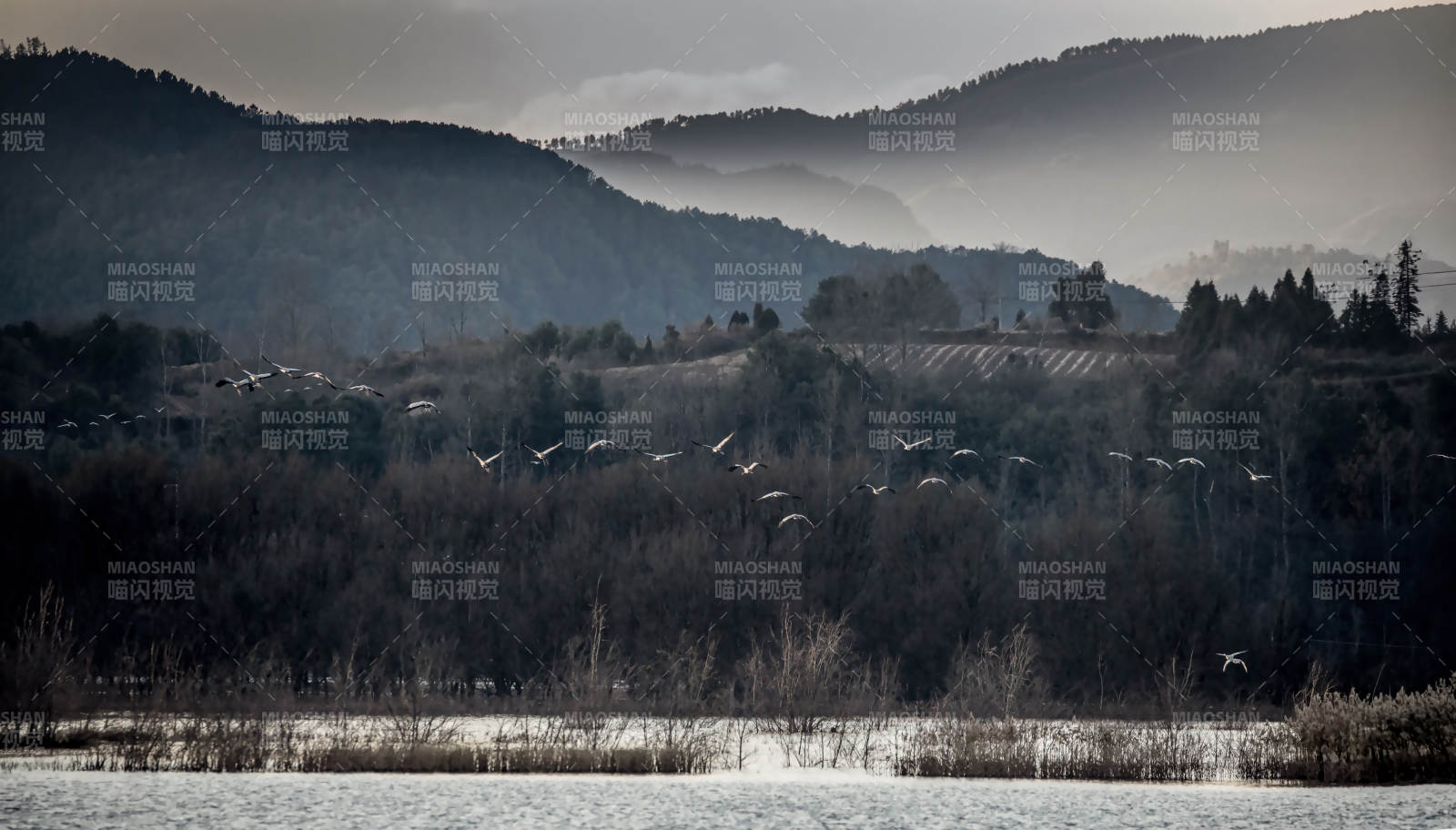 湖畔飞鸟归山林(念湖印象)图片