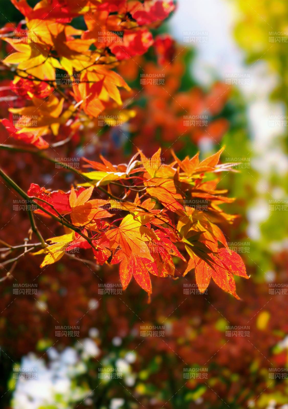 秋叶绚烂图片