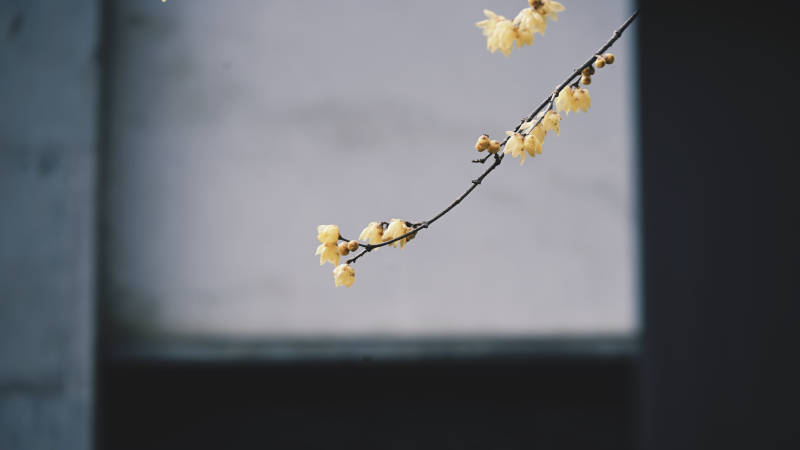 枝头初绽黄梅香图片