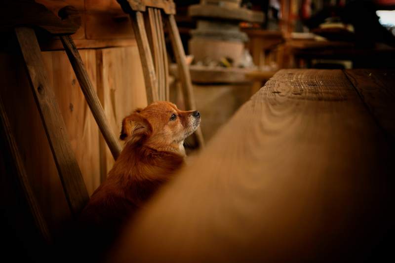 木屋中的小狗凝望图片