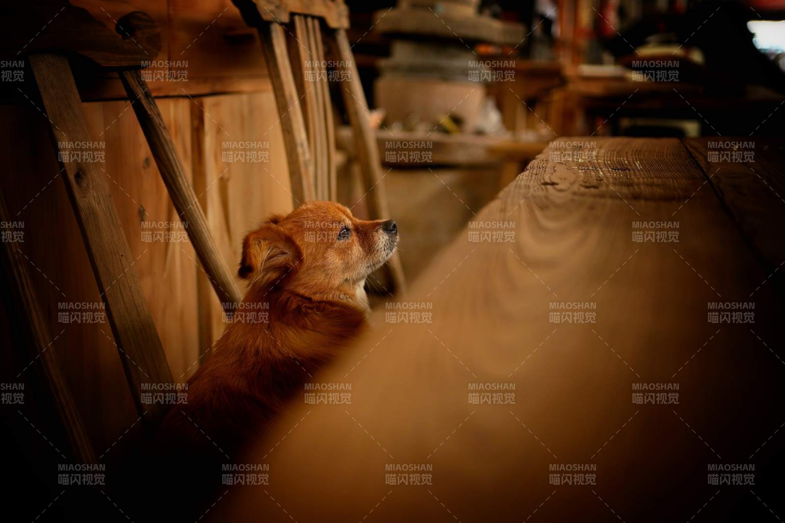 木屋中的小狗凝望图片