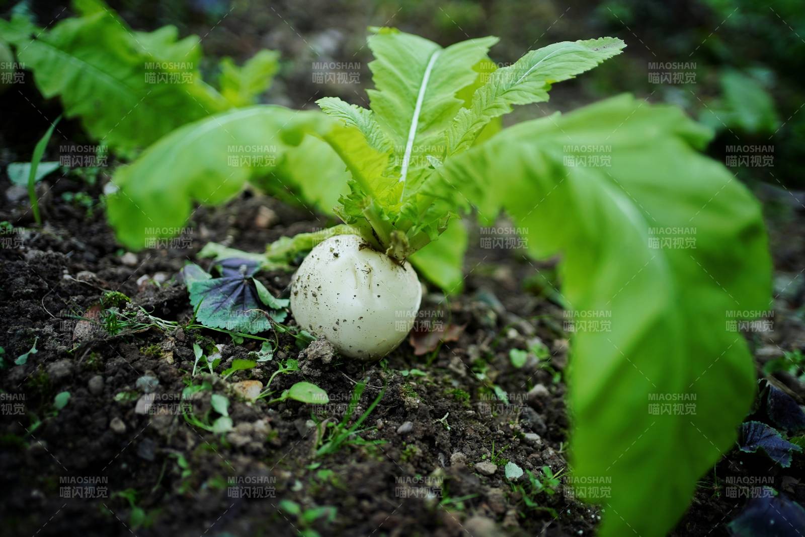 白萝卜生长中图片
