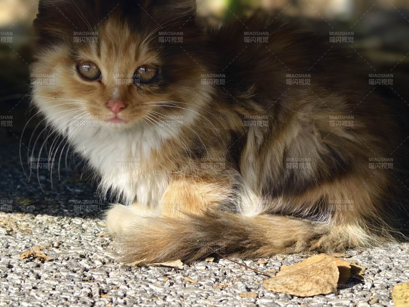 毛茸茸的猫咪静卧图片