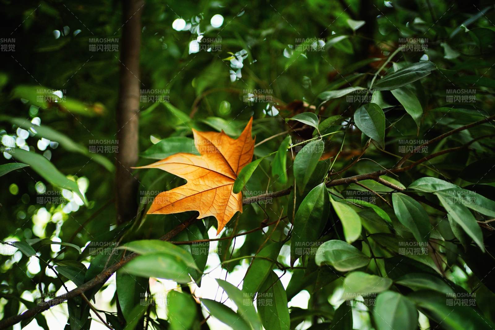 秋叶独秀绿丛中图片