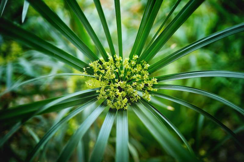 彭山绿叶簇拥小黄花图片