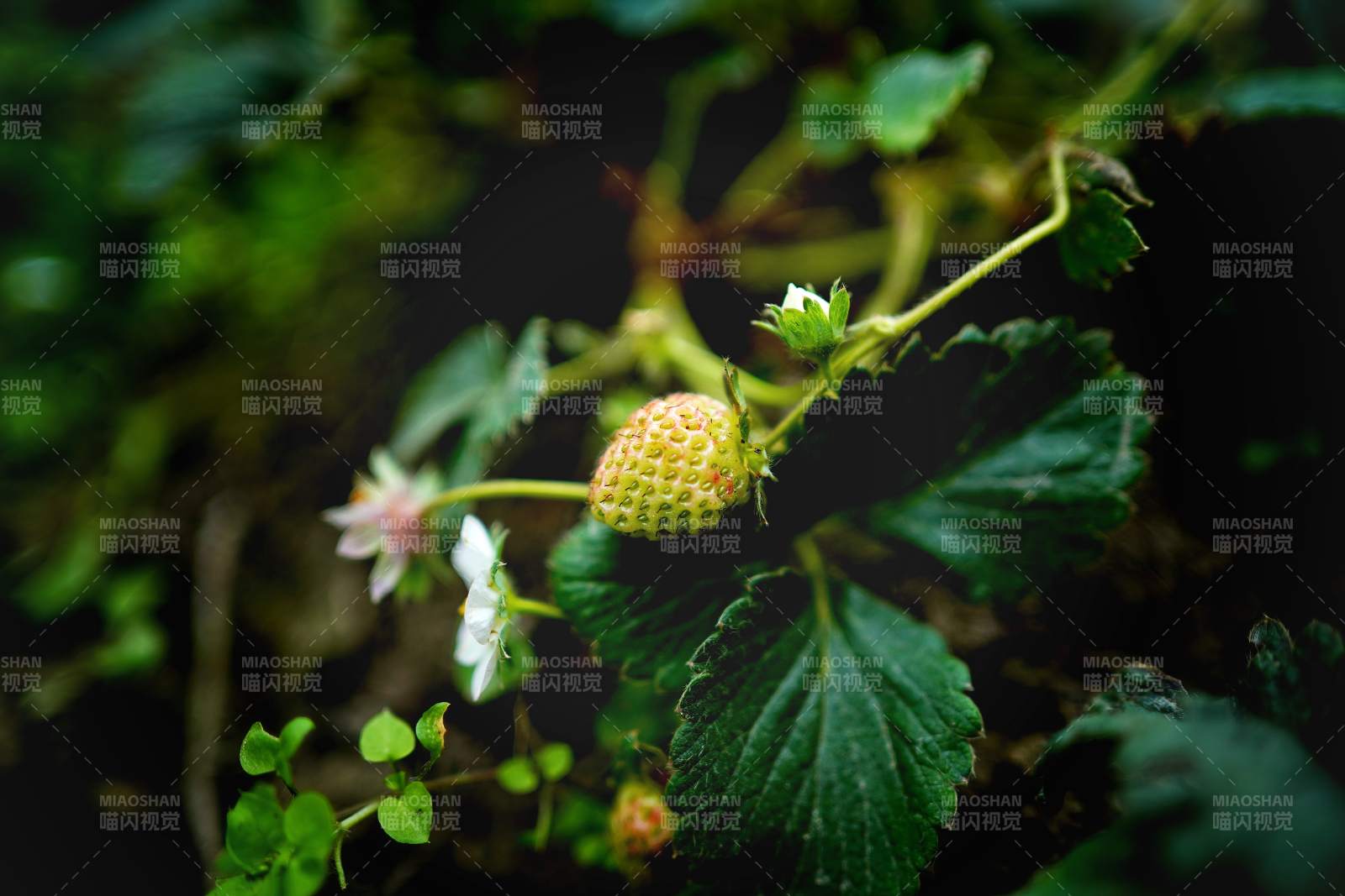 野草莓花果同框图片
