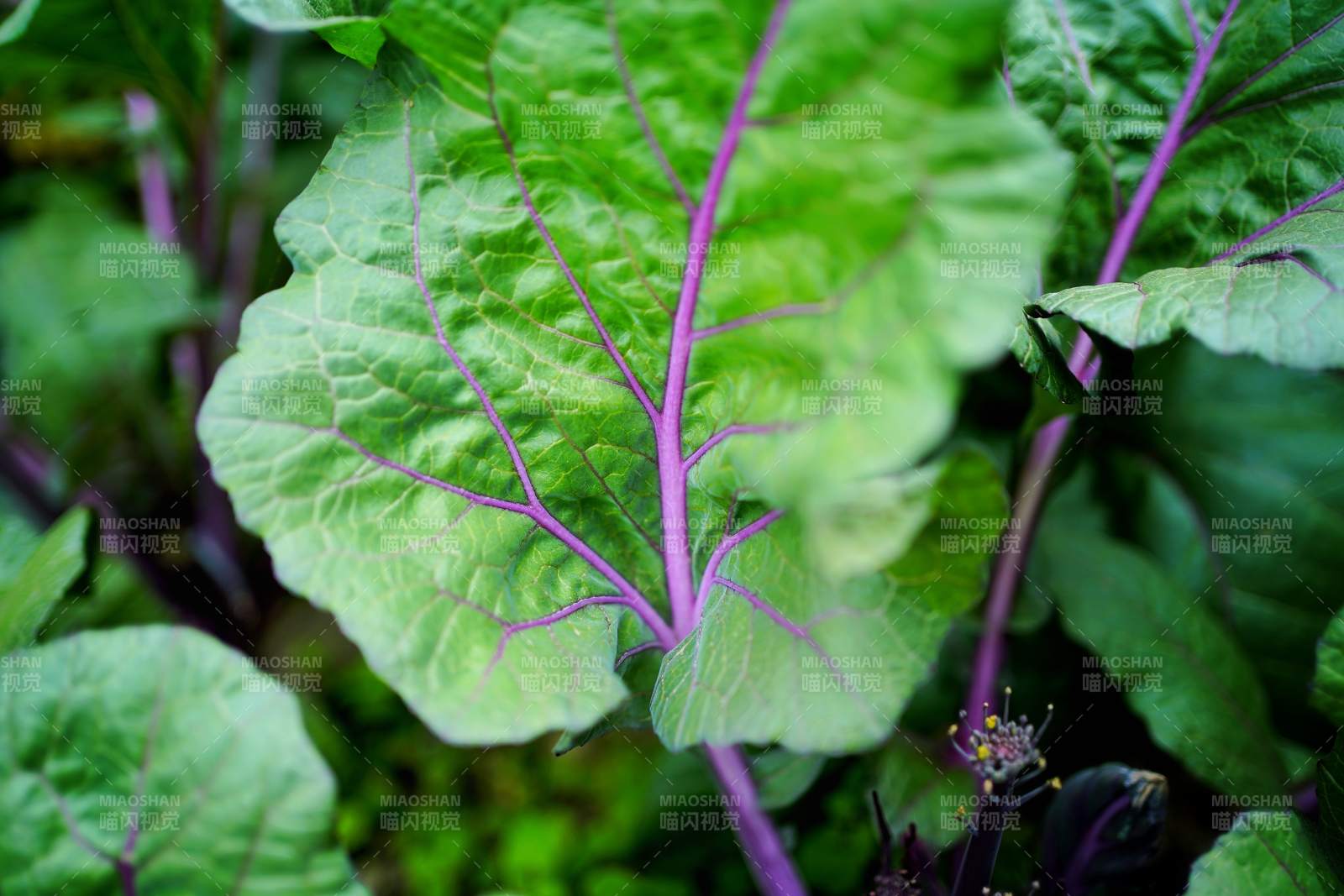 彭山紫叶绿植特写图片