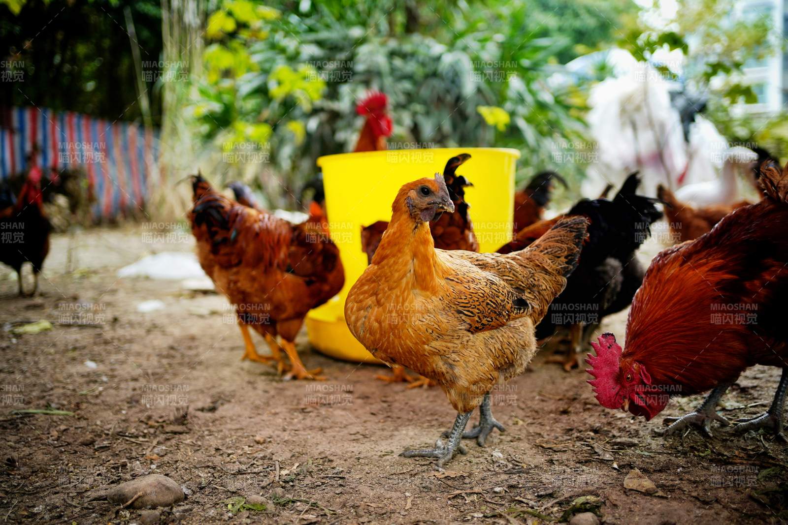 鸡群觅食田园间图片