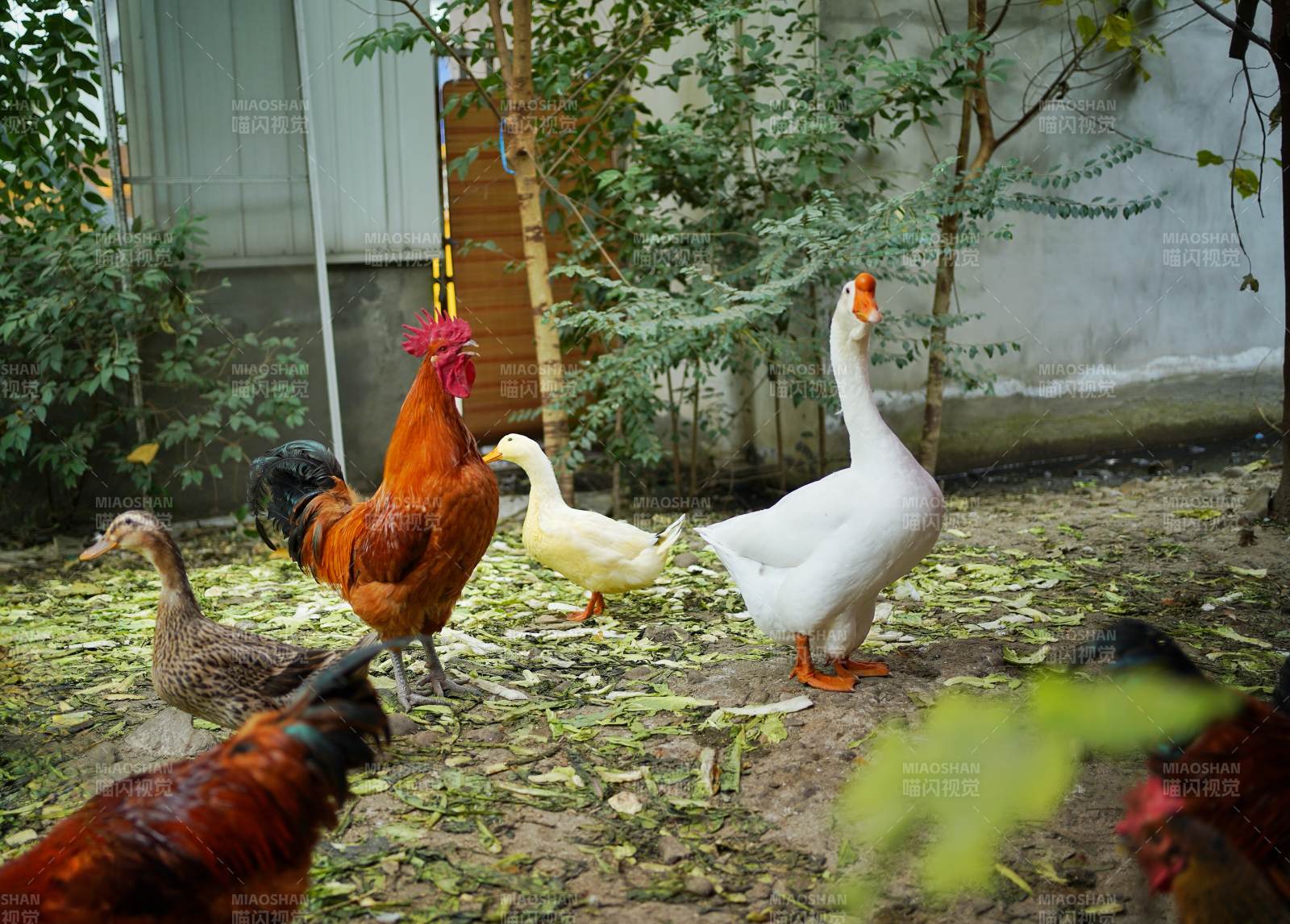 庭院里的鸡鸭鹅图片