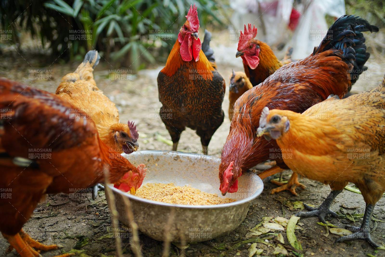 鸡群围食盆觅食图片