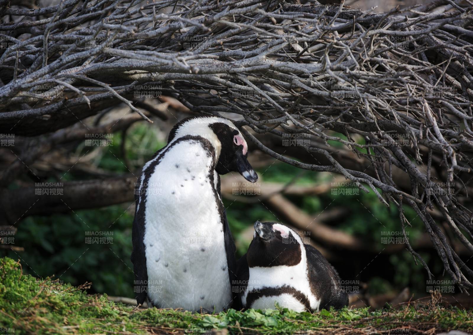 枯枝下，一对休憩的斑嘴环企鹅图片