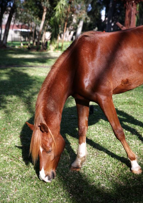吃草的栗色马图片
