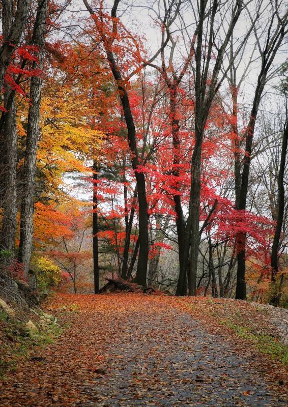 秋日林间红叶山路图片