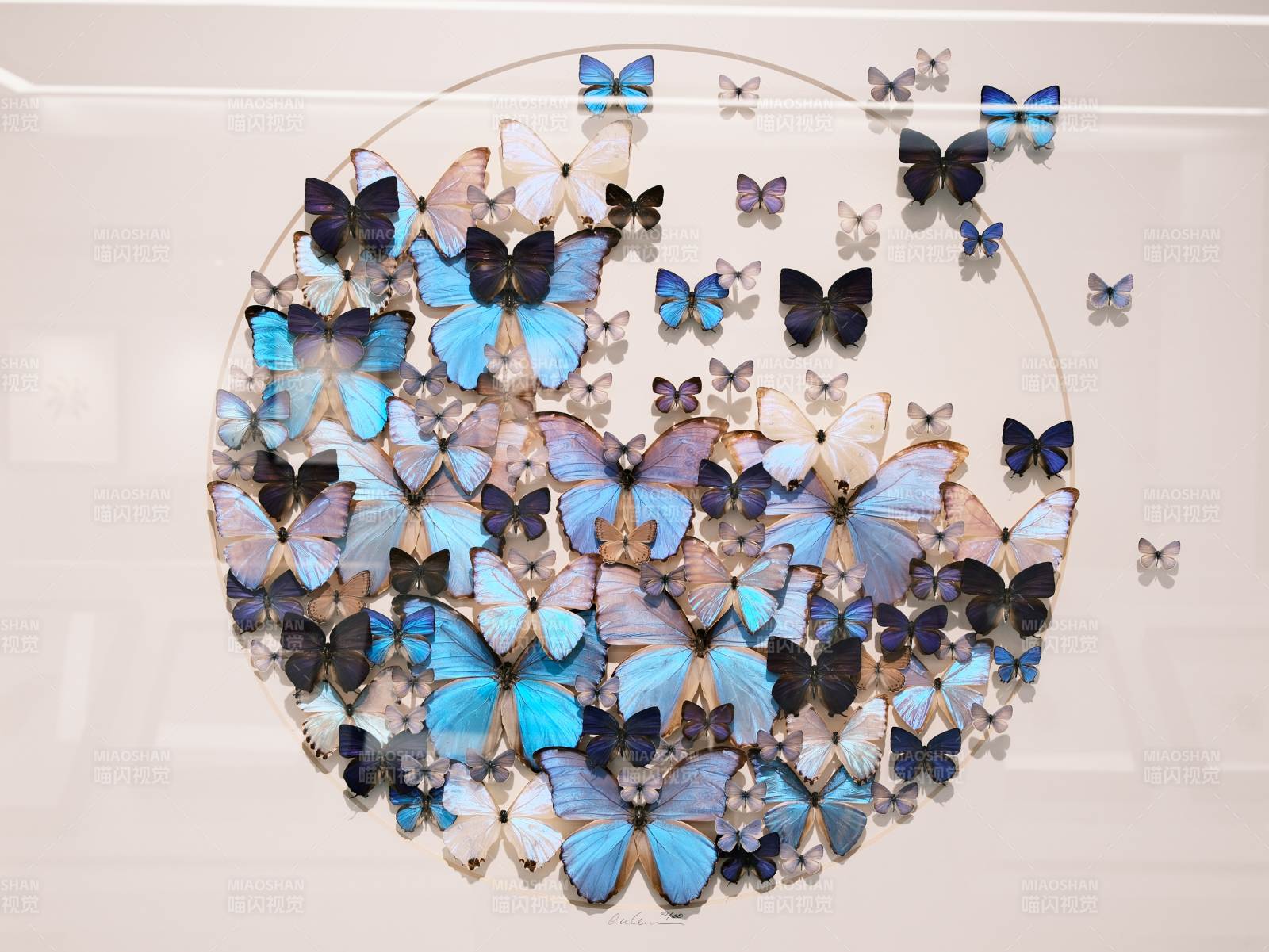 彩蝶振翅，如诗画般的轻盈身影在光影间翩图片