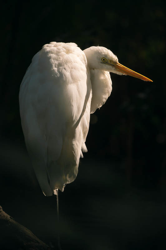 白鹭静立夜色中图片