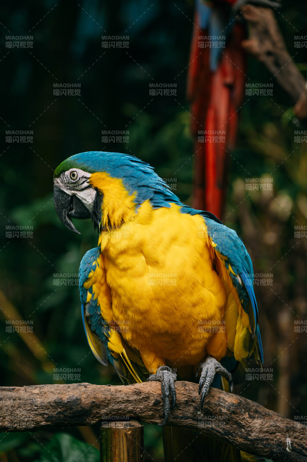 蓝黄金刚鹦鹉栖枝图片
