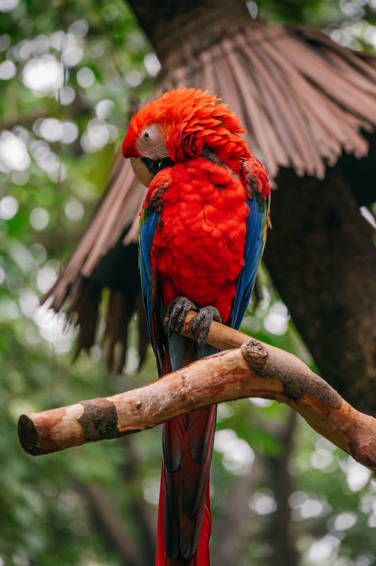 红鹦鹉栖枝头图片