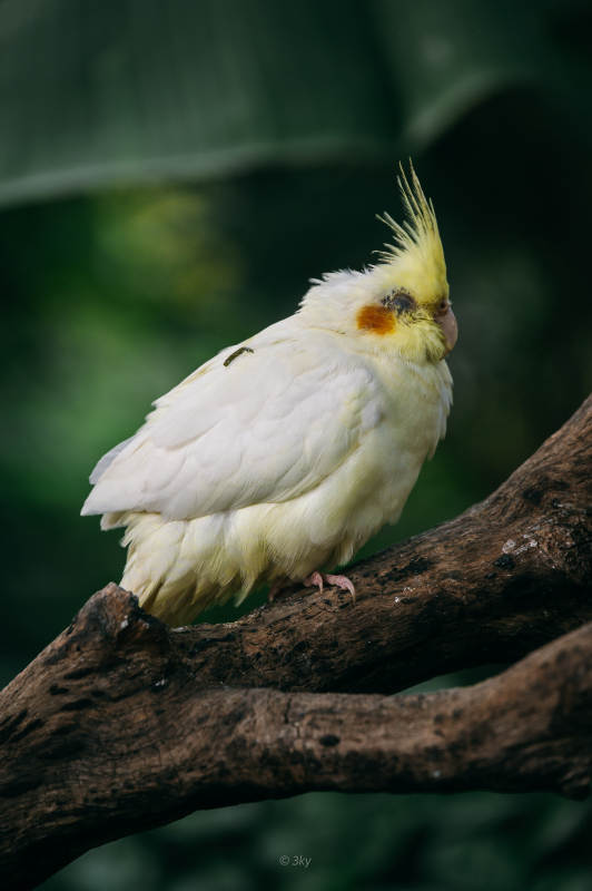 黄冠鹦鹉栖枝头图片