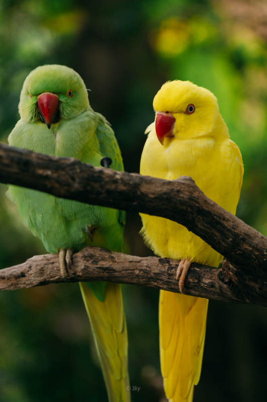 绿黄鹦鹉栖枝头图片