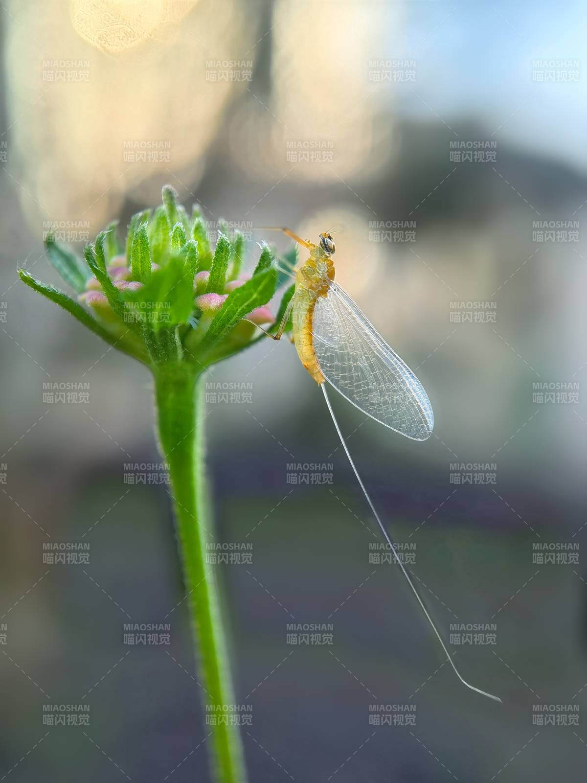 蜉蝣栖花蕊图片
