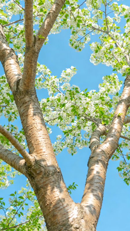 樱花树仰拍图片