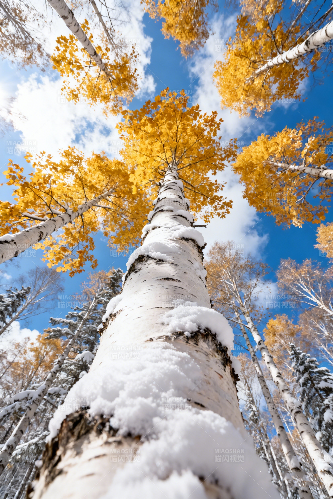 秋雪桦林图片
