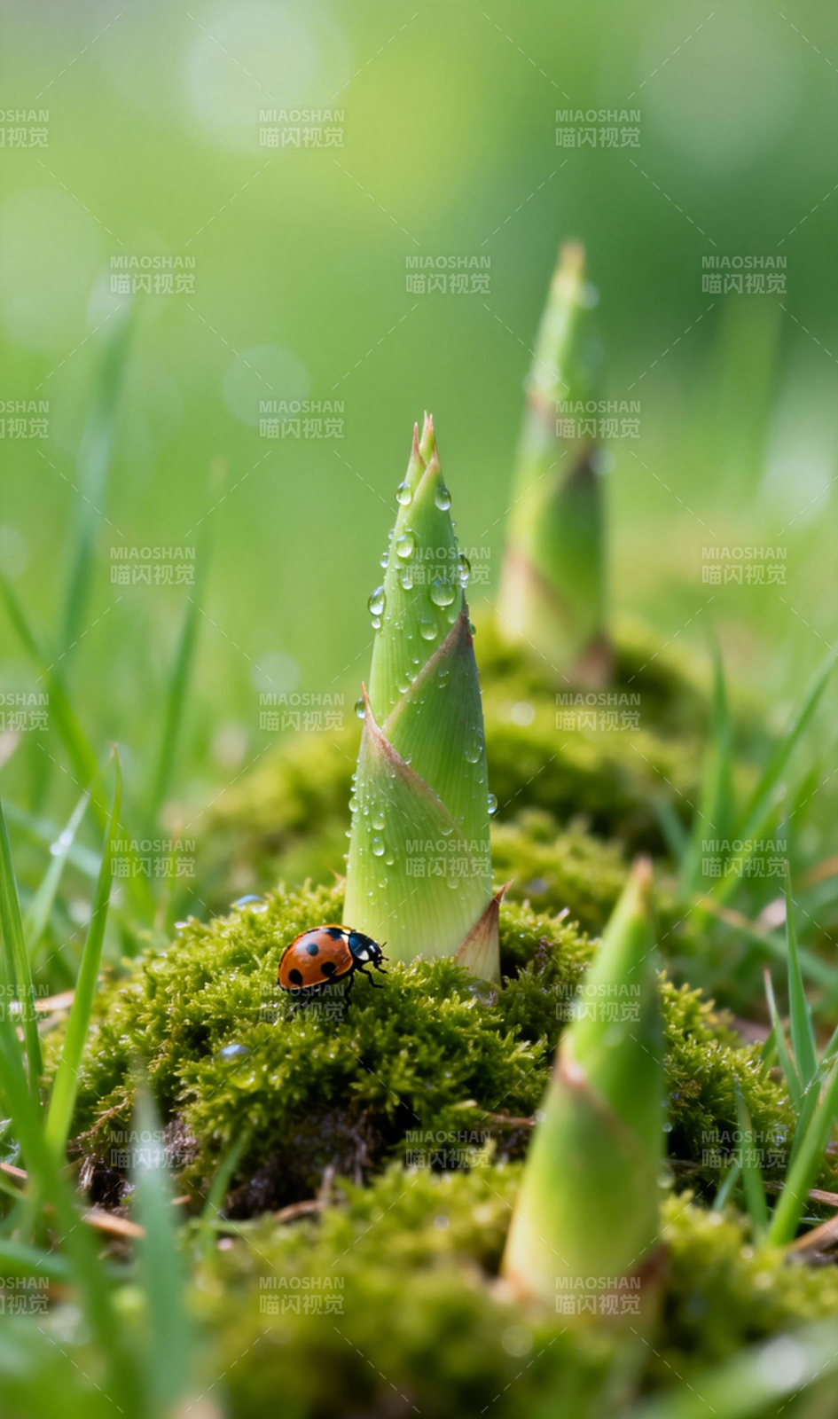 瓢虫与竹笋图片