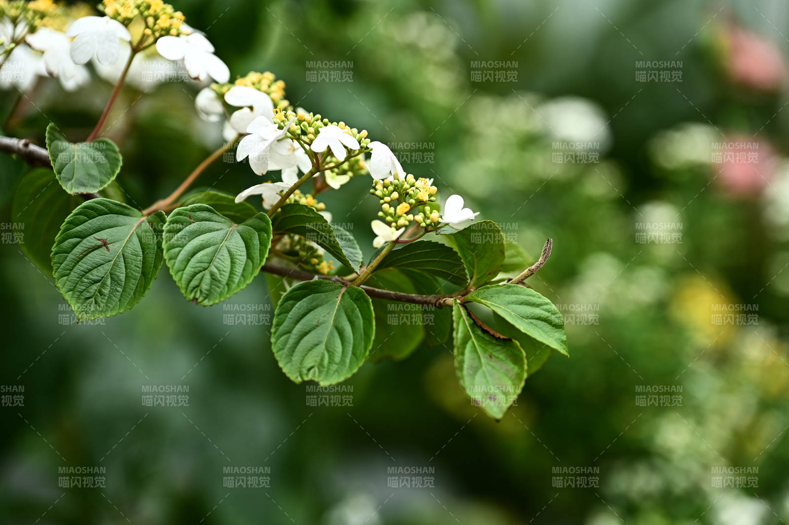 枝头琼花绽放图片