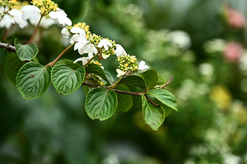 枝头琼花绽放图片