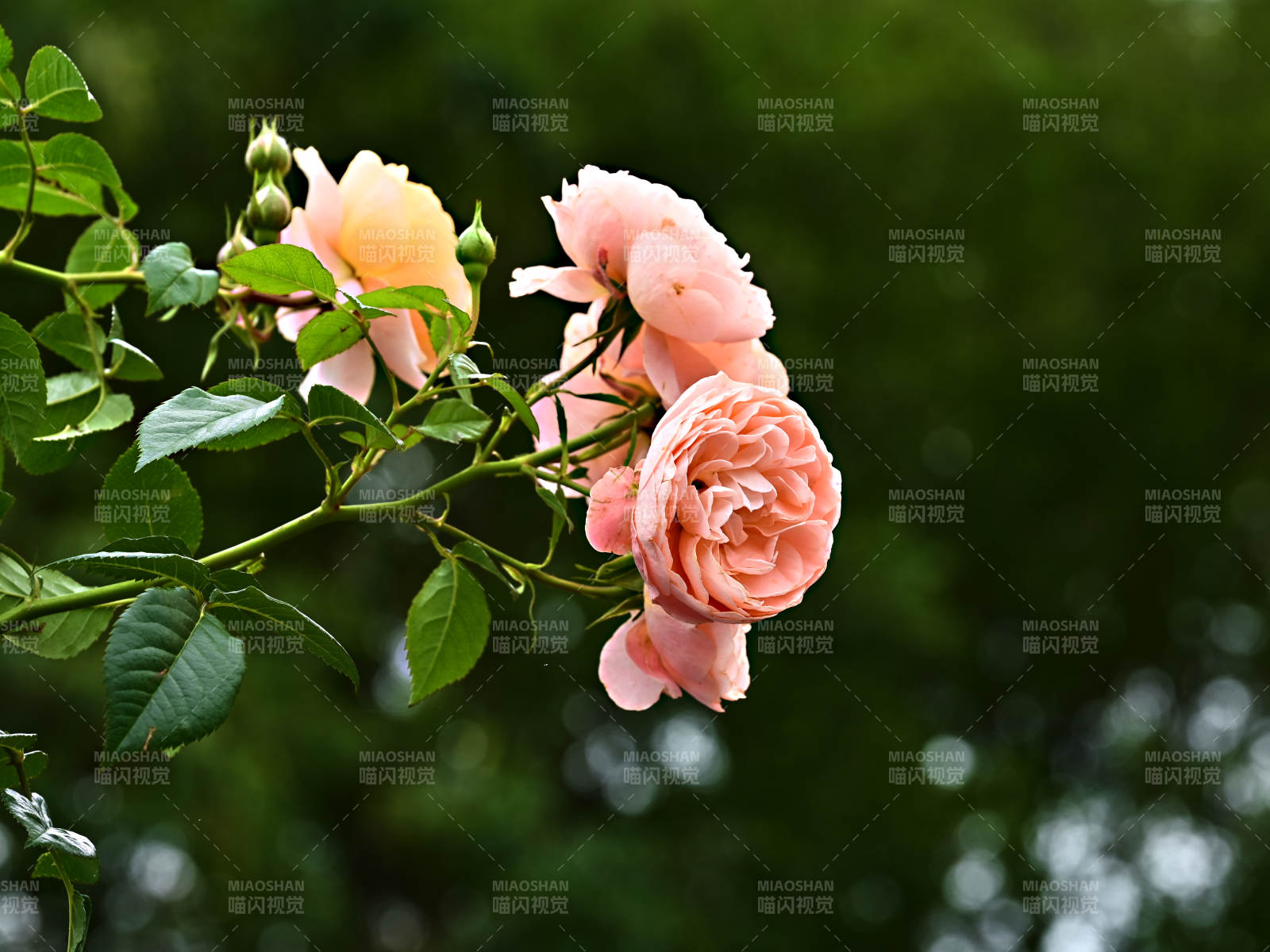 粉色玫瑰花绽放枝头图片