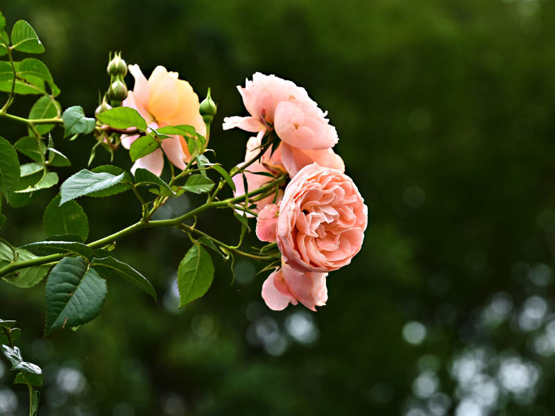 粉色玫瑰花绽放枝头图片