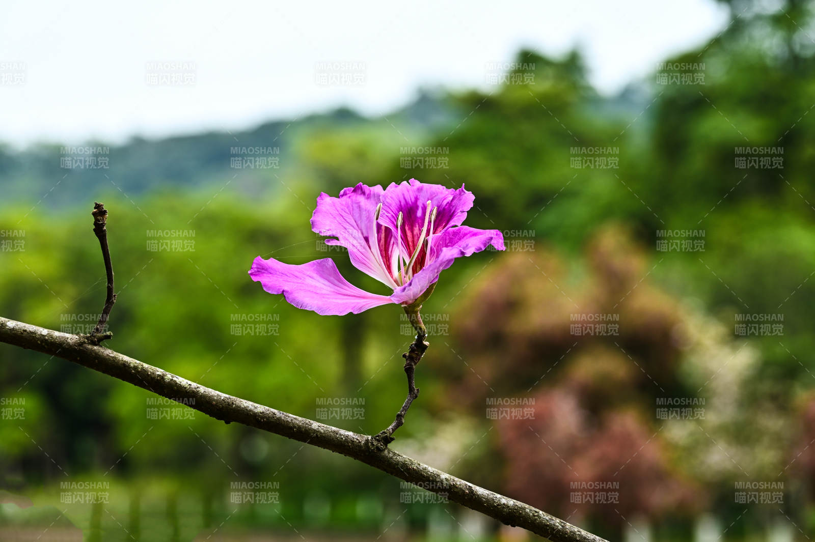紫荆花绽放枝头特写图片