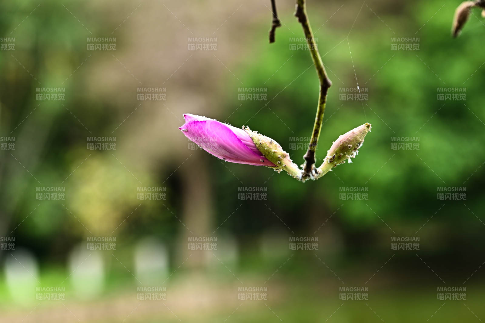 紫荆花初绽枝头图片