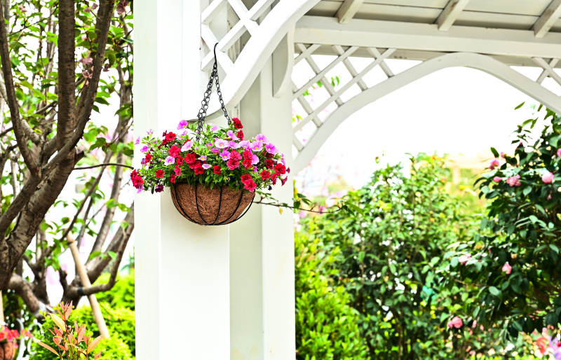 花篮悬挂在白色凉亭上图片