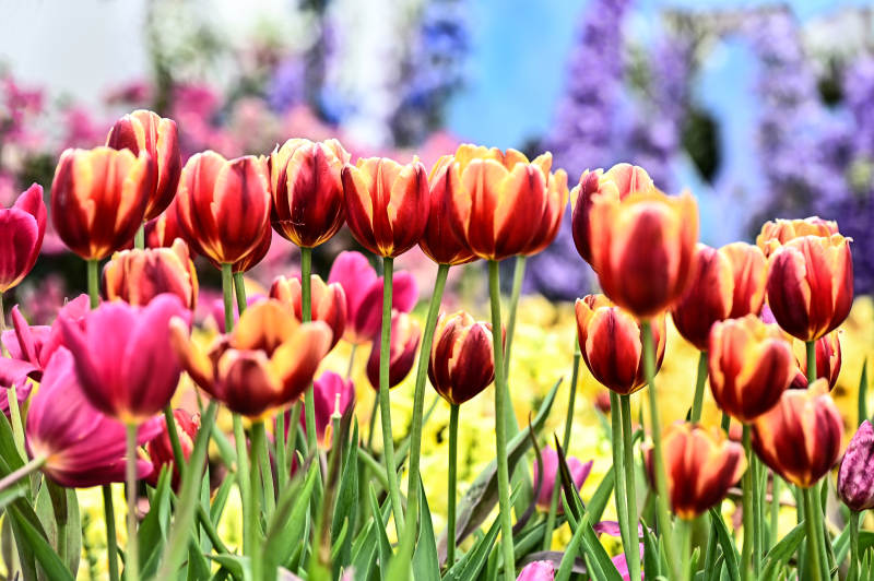 绚丽郁金香花海图片