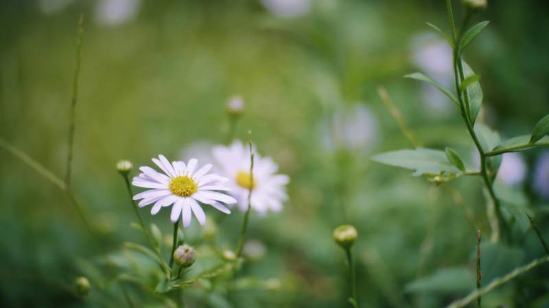 雏菊绽放绿野间图片