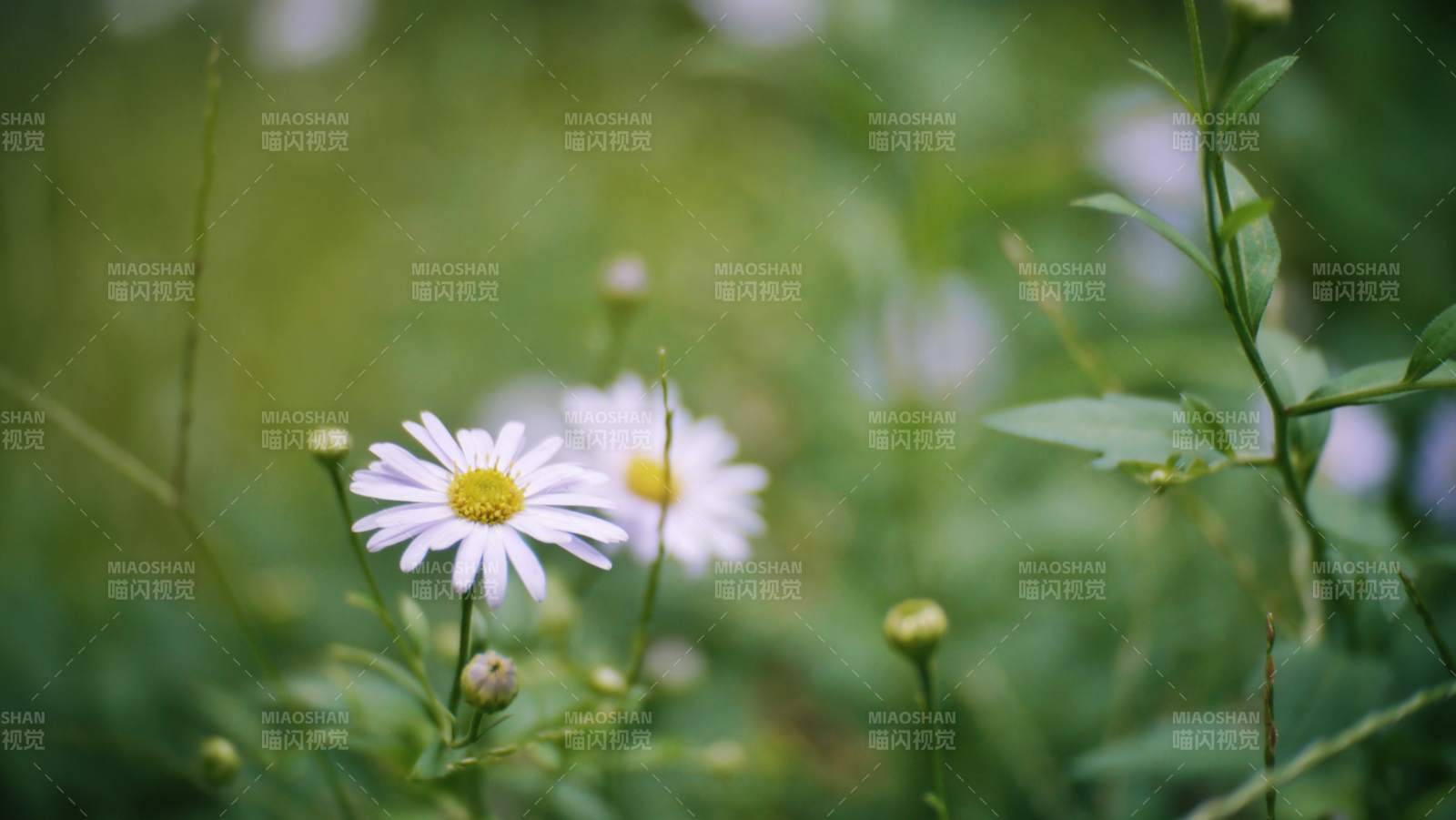 雏菊绽放绿野间图片