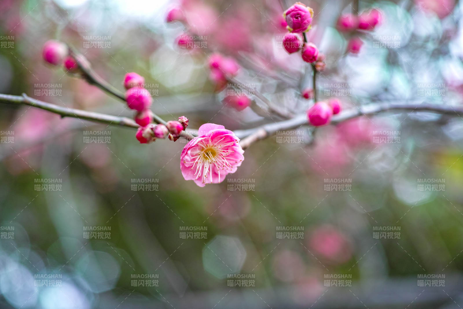 梅花绽放枝头图片