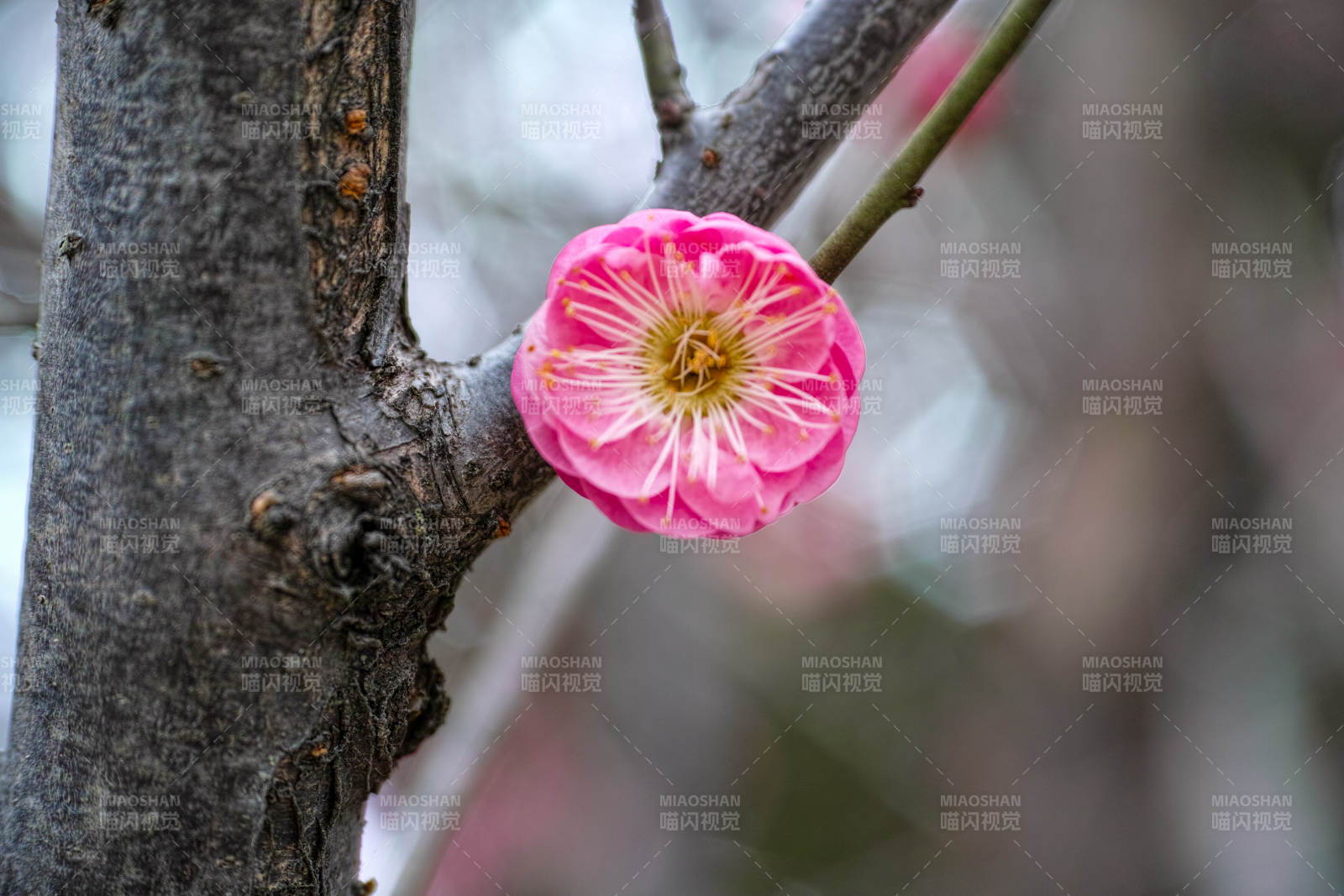 梅花绽放枝头图片