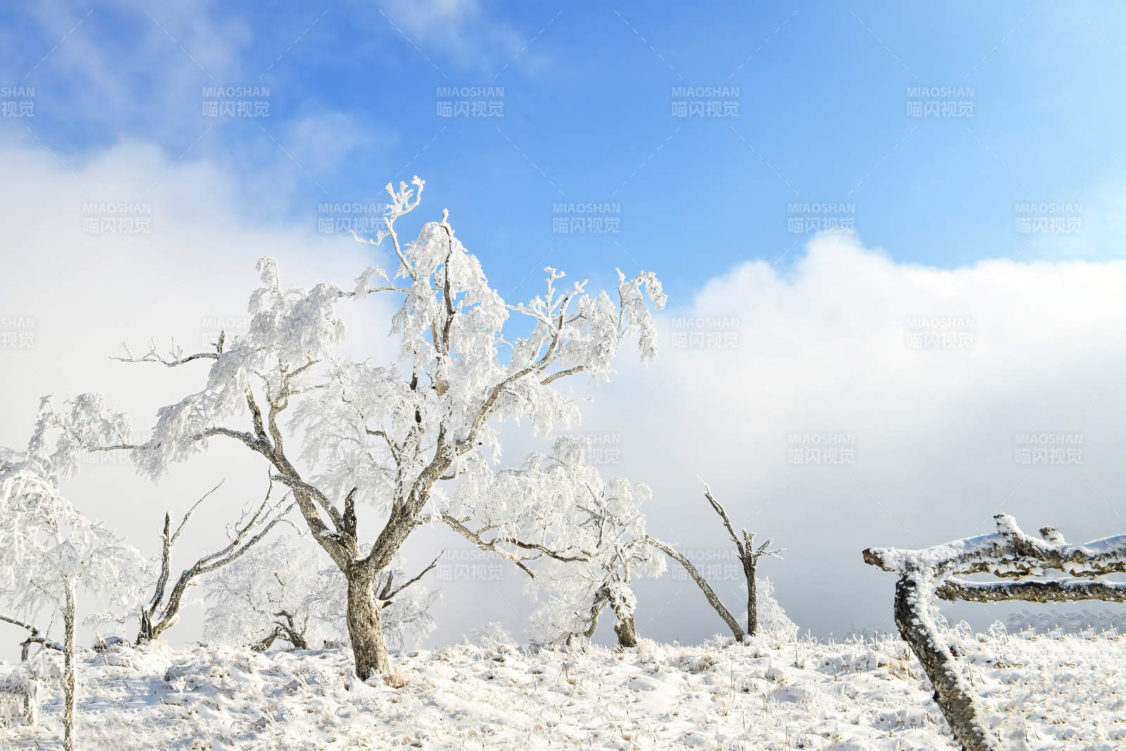 雪覆枝头 冬日静谧图片
