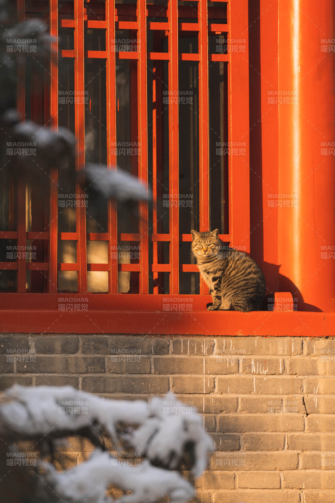 东陵雪中红墙猫影图片