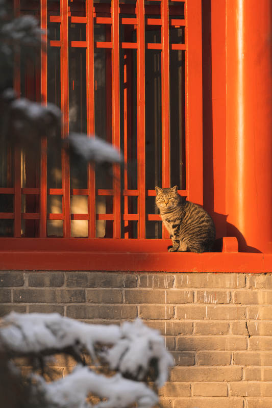 东陵雪中红墙猫影图片